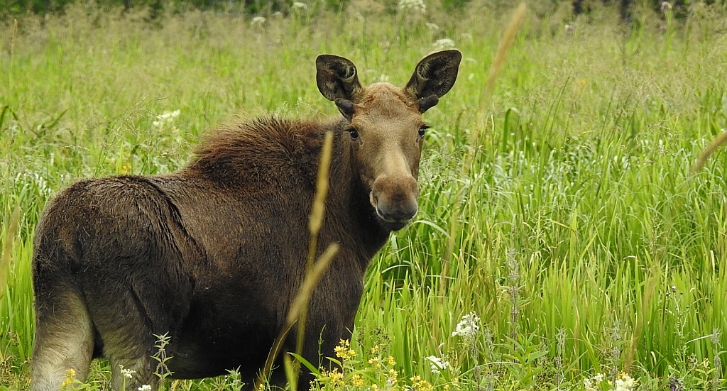 Łoś euroazjatycki (Alces alces)