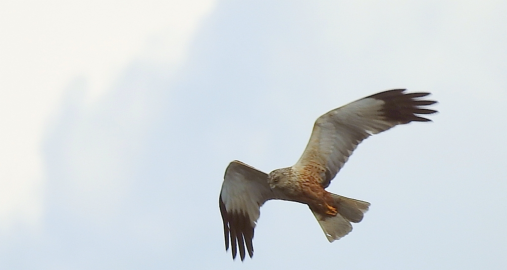Błotniak stawowy (Circus aeruginosus)