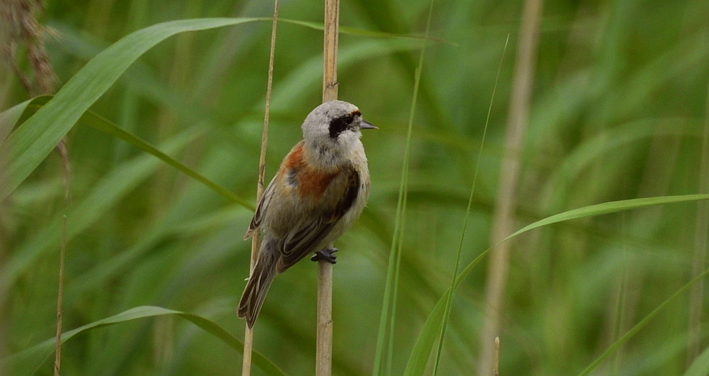 Remiz zwyczajny (Remiz pendulinus)