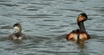 Perkoz zausznik, zausznik (Podiceps nigricollis)