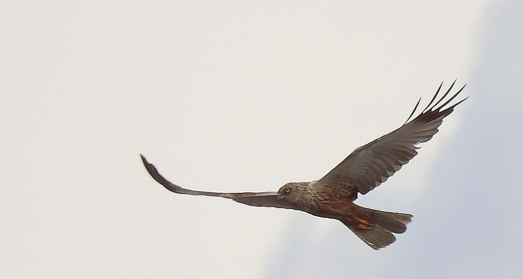 Błotniak stawowy (Circus aeruginosus)