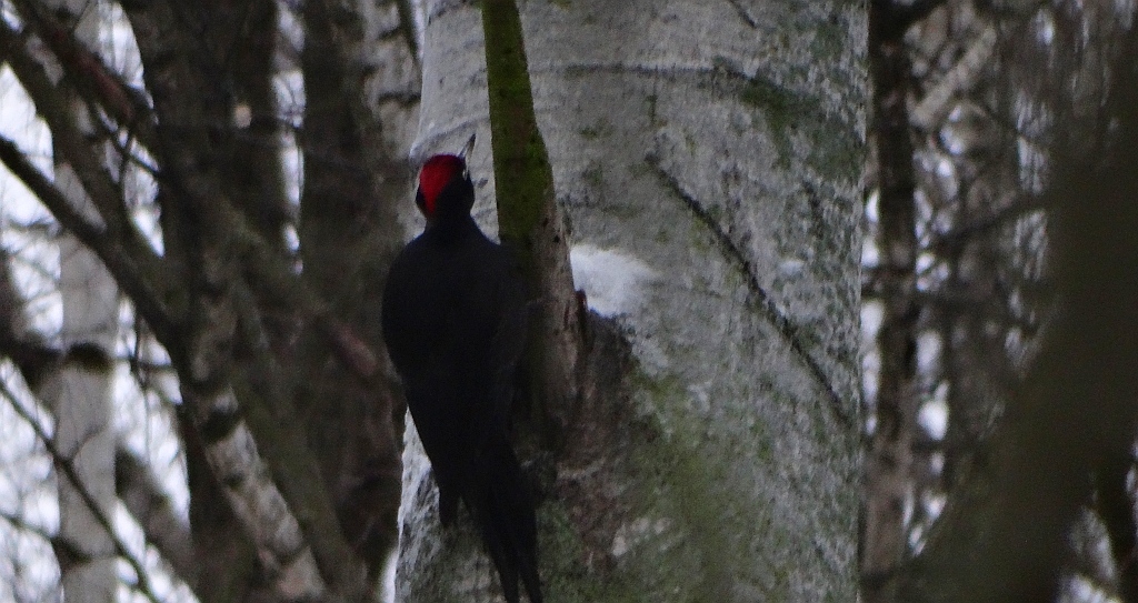 Dzięcioł czarny (Dryocopus martius)
