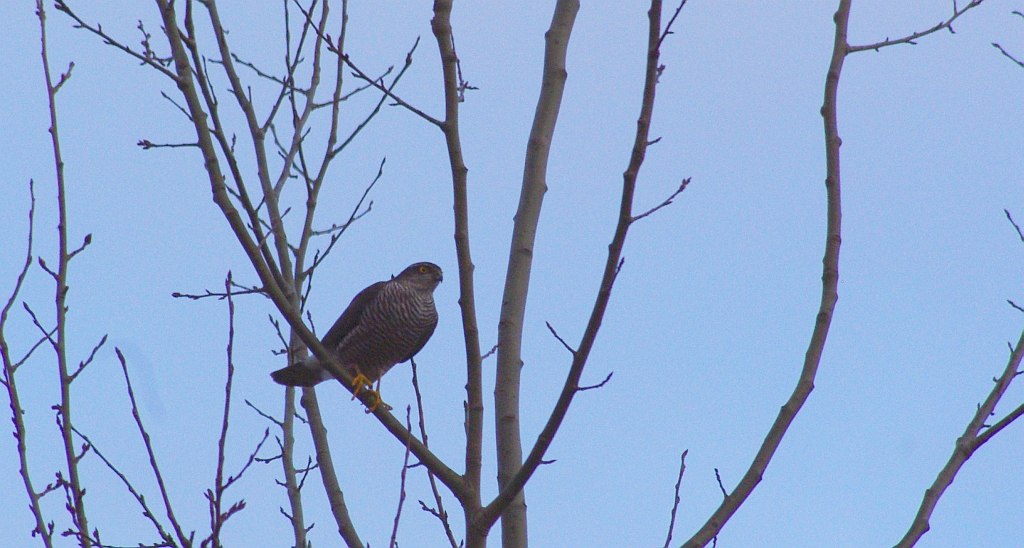 Krogulec zwyczajny, krogulec, jastrząb wróblarz (Accipiter nisus)