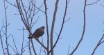Krogulec zwyczajny, krogulec, jastrząb wróblarz (Accipiter nisus)