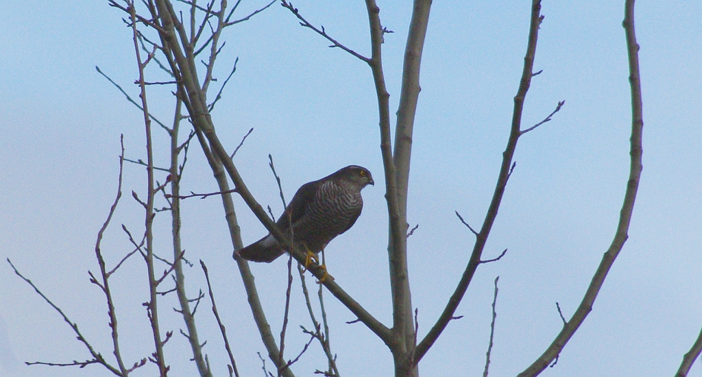 Krogulec zwyczajny, krogulec, jastrząb wróblarz (Accipiter nisus)