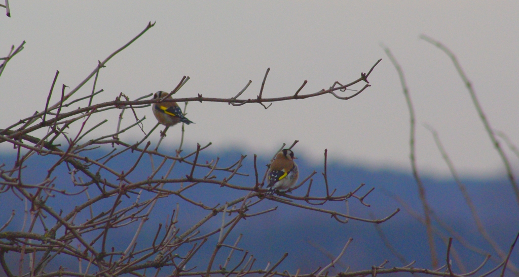 Szczygieł (Carduelis carduelis)