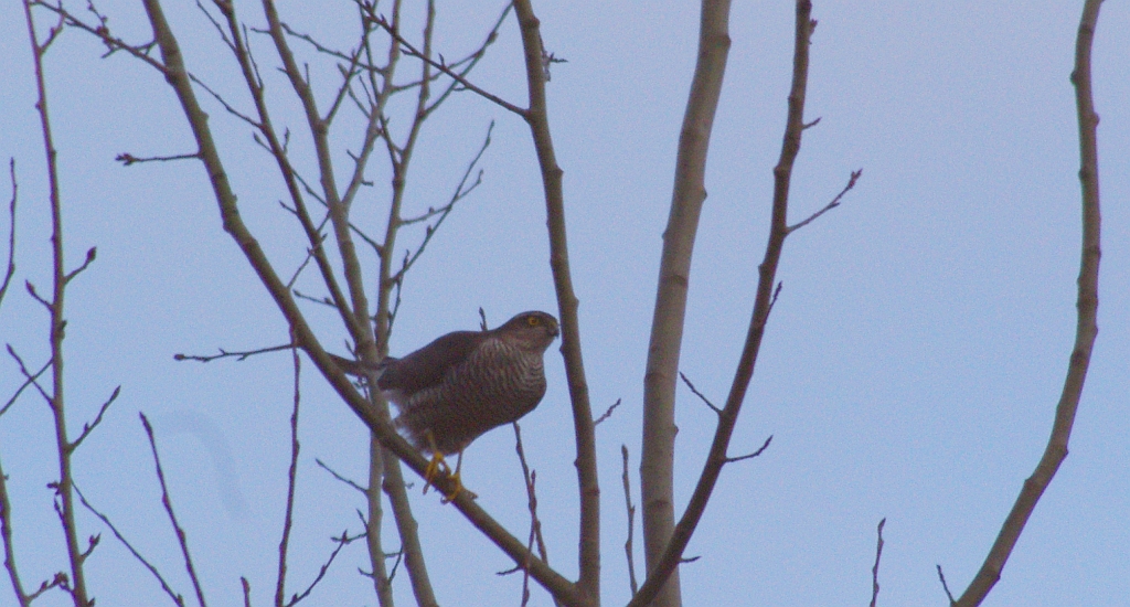 Krogulec zwyczajny, krogulec, jastrząb wróblarz (Accipiter nisus)