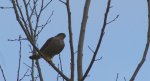 Krogulec zwyczajny, krogulec, jastrząb wróblarz (Accipiter nisus)