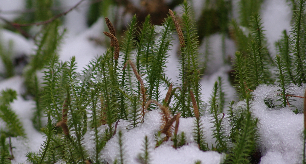 Widłak jałowcowaty, widłak gajowy (Lycopodium annotinum L.)