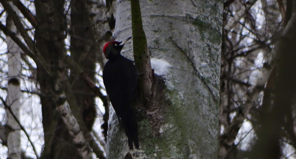 Dzięcioł czarny (Dryocopus martius)