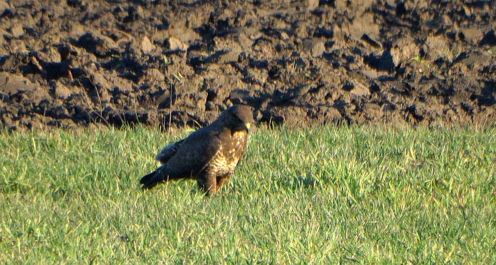 Myszołów zwyczajny, myszołów (Buteo buteo)