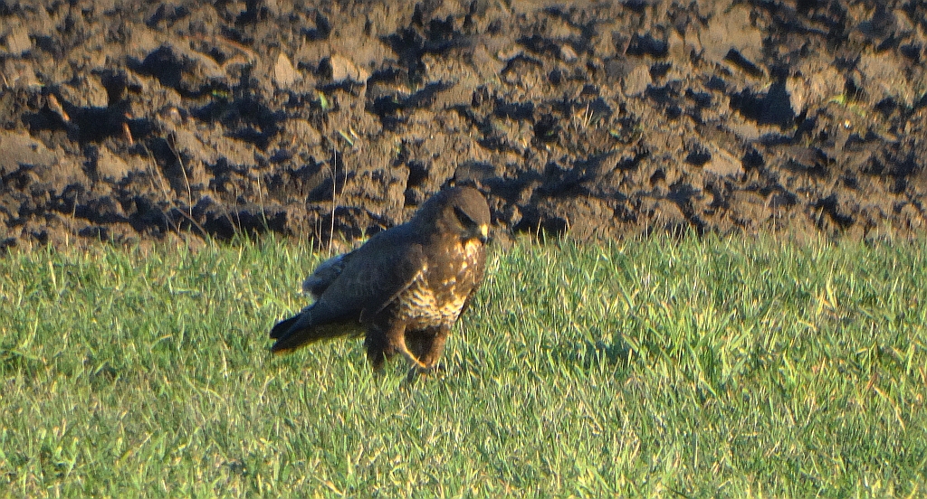 Myszołów zwyczajny, myszołów (Buteo buteo)