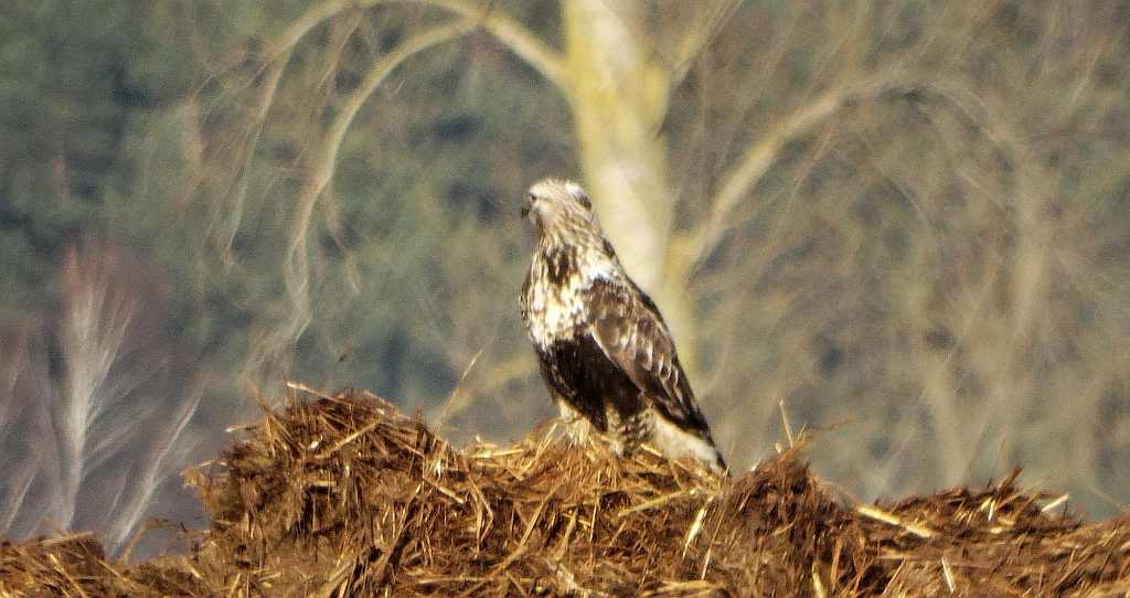 Myszołów włochaty (Buteo lagopus)