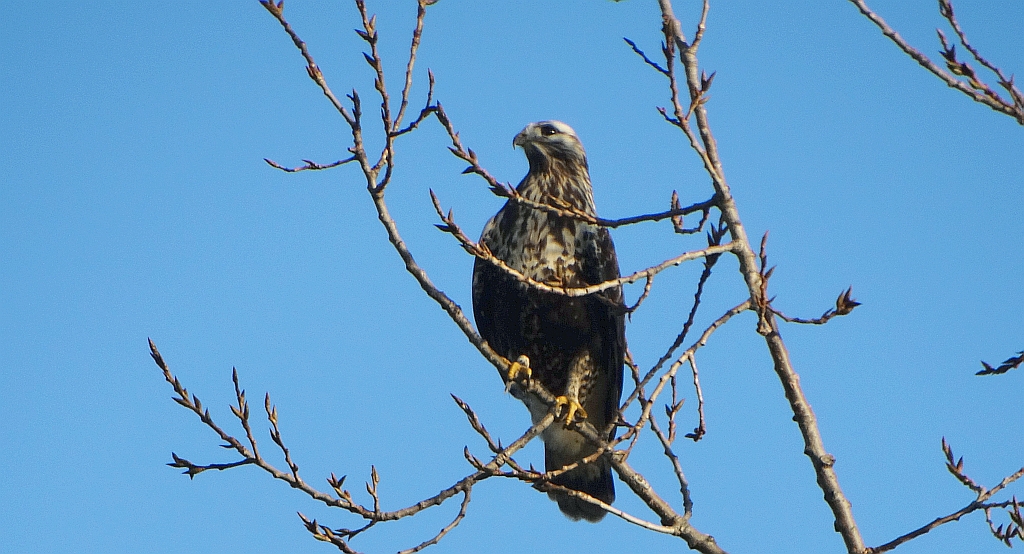 Myszołów włochaty (Buteo lagopus)