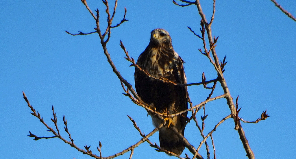 Myszołów włochaty (Buteo lagopus)