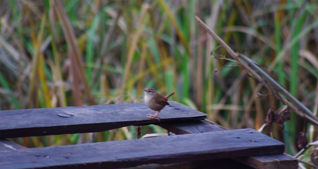 Strzyżyk zwyczajny, strzyżyk woleoczko, wole oczko (Troglodytes troglodytes)