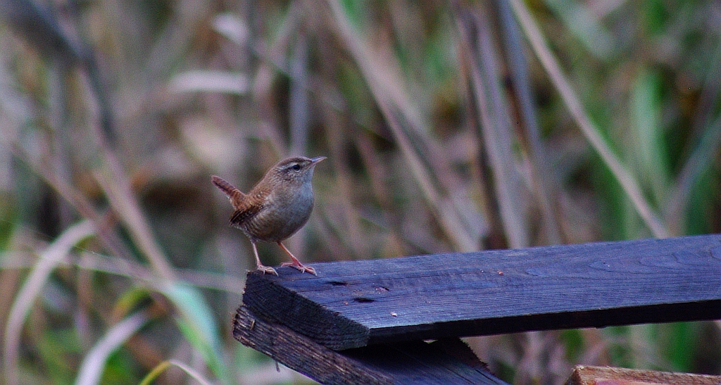 Strzyżyk zwyczajny, strzyżyk woleoczko, wole oczko (Troglodytes troglodytes)