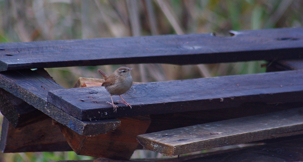 Strzyżyk zwyczajny, strzyżyk woleoczko, wole oczko (Troglodytes troglodytes)