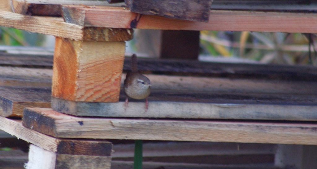 Strzyżyk zwyczajny, strzyżyk woleoczko, wole oczko (Troglodytes troglodytes)