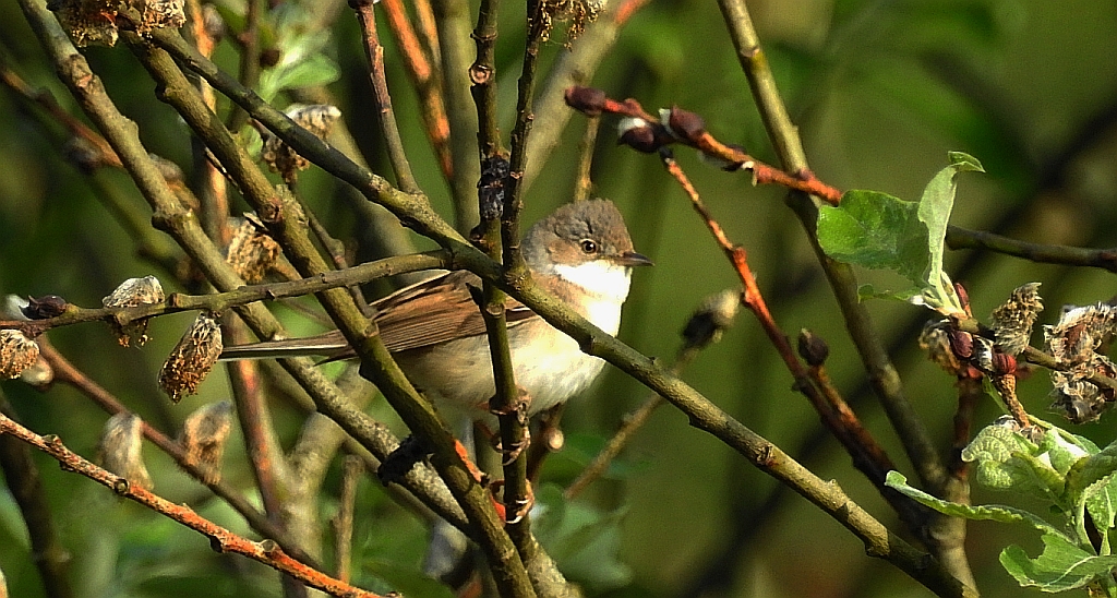 Cierniówka, pokrzewka cierniówka (Sylvia communis)