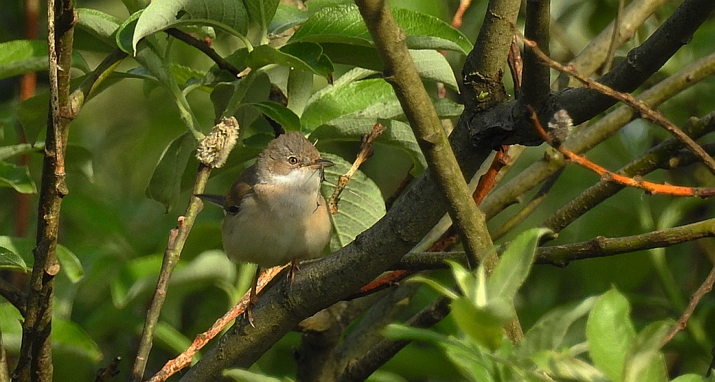 Cierniówka, pokrzewka cierniówka (Sylvia communis)