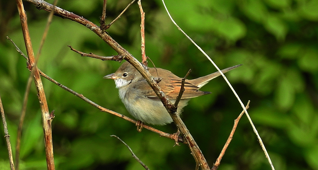 Cierniówka, pokrzewka cierniówka (Sylvia communis)
