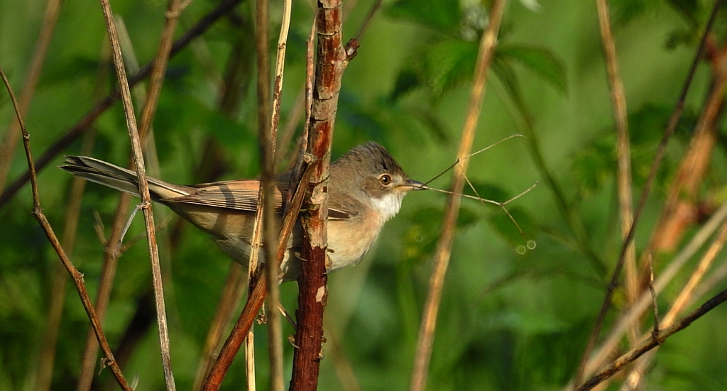 Cierniówka, pokrzewka cierniówka (Sylvia communis)