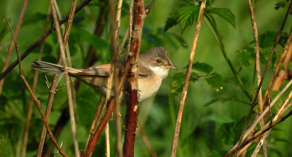 Cierniówka, pokrzewka cierniówka (Sylvia communis)