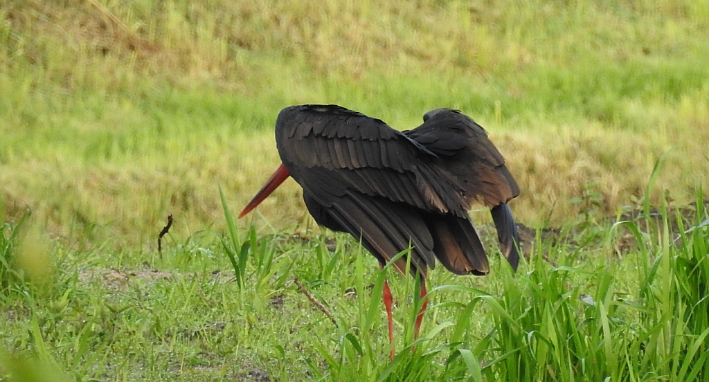 Bocian czarny, hajstra (Ciconia nigra)