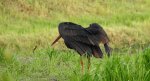 Bocian czarny, hajstra (Ciconia nigra)