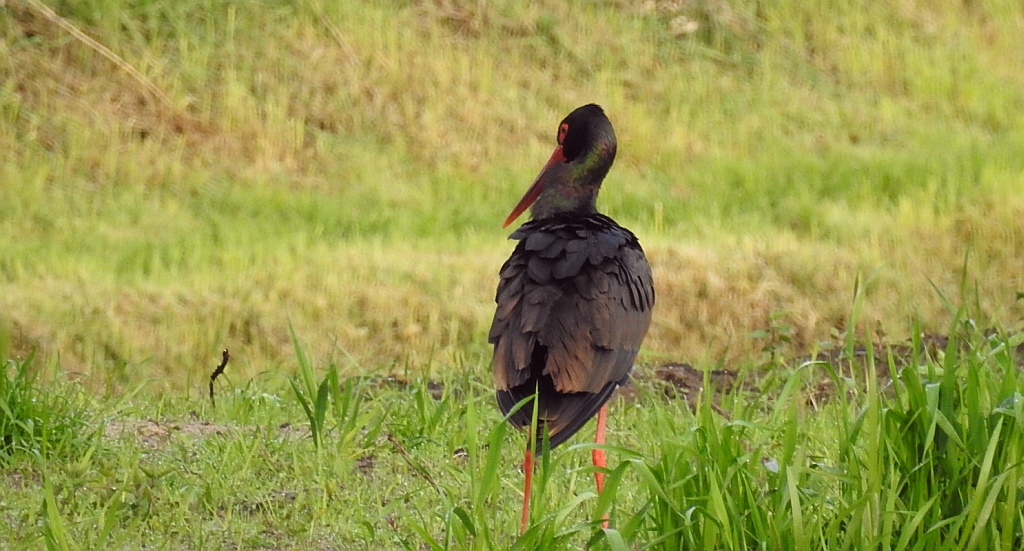 Bocian czarny, hajstra (Ciconia nigra)