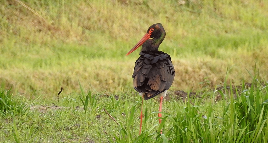 Bocian czarny, hajstra (Ciconia nigra)