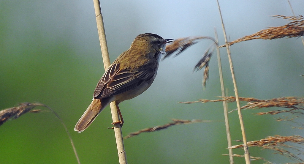 Rokitniczka (Acrocephalus schoenobaenus)