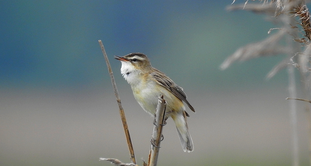 Rokitniczka (Acrocephalus schoenobaenus)