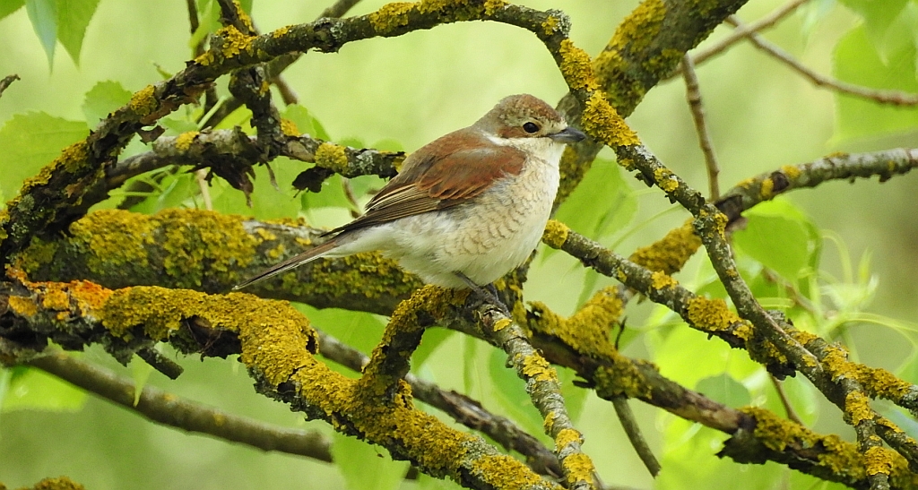 Gąsiorek, dzierzba gąsiorek (Lanius collurio)