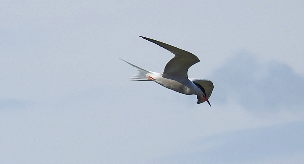 Rybitwa rzeczna, rybitwa zwyczajna (Sterna hirundo)