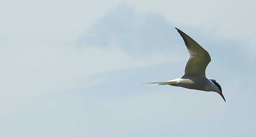 Rybitwa rzeczna, rybitwa zwyczajna (Sterna hirundo)