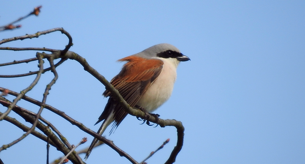 Gąsiorek, dzierzba gąsiorek (Lanius collurio)
