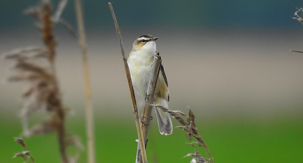Rokitniczka (Acrocephalus schoenobaenus)