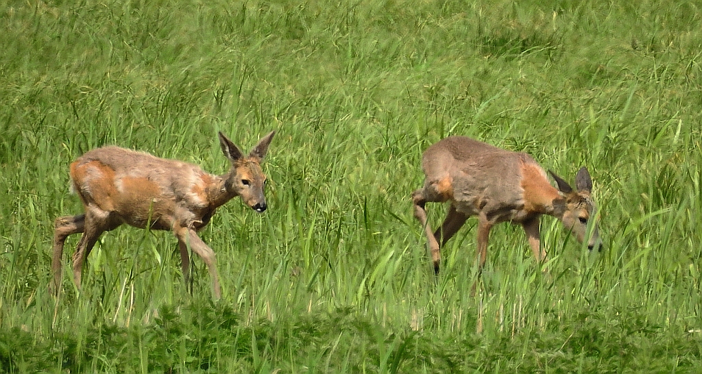 Sarna europejska (Capreolus capreolus)