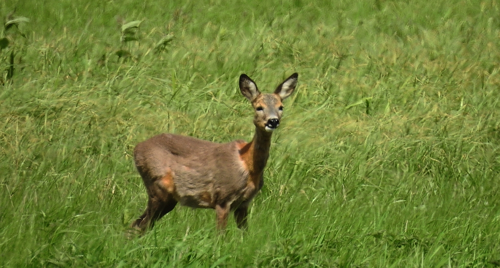 Sarna europejska (Capreolus capreolus)