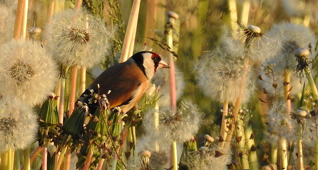 Szczygieł (Carduelis carduelis)