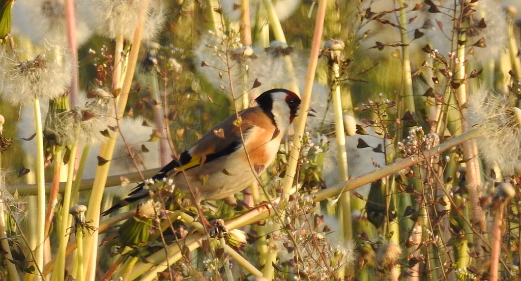 Szczygieł (Carduelis carduelis)