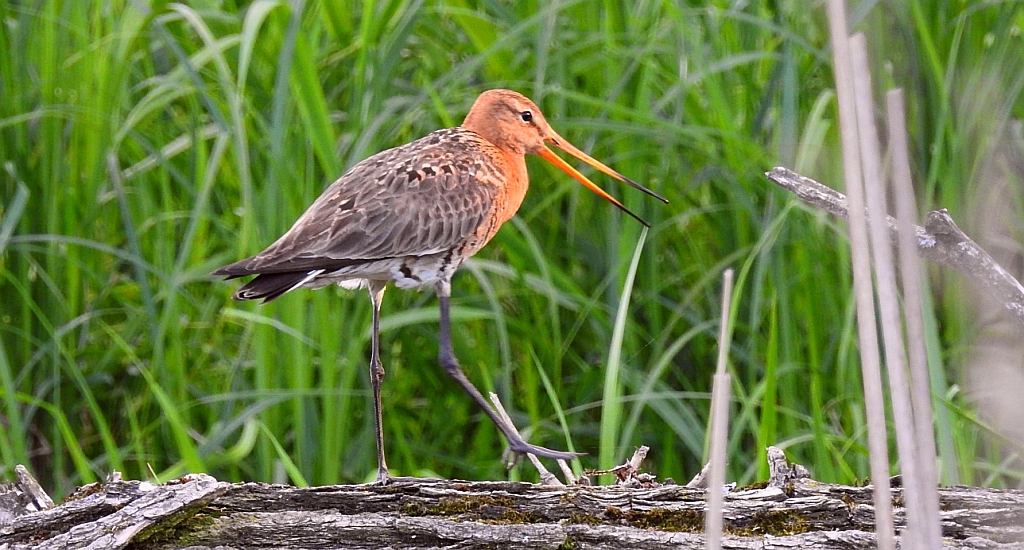 Rycyk, szlamik rycyk (Limosa limosa)