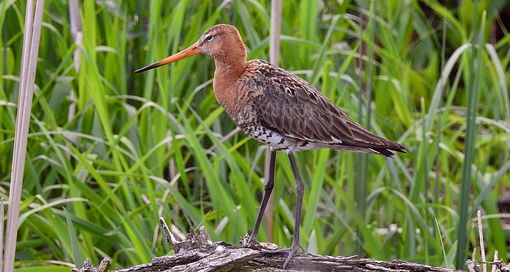 Rycyk, szlamik rycyk (Limosa limosa)