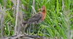 Rycyk, szlamik rycyk (Limosa limosa)