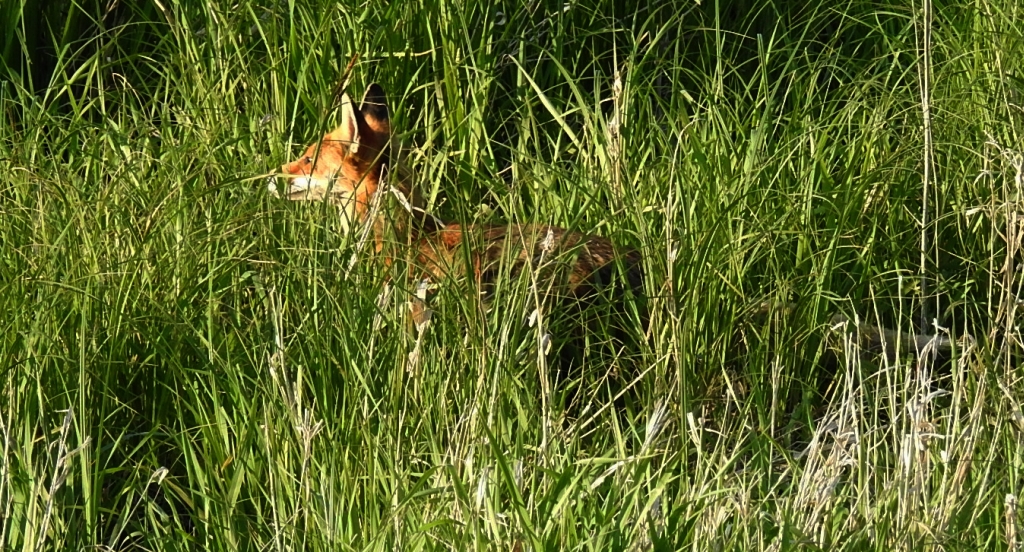 Lis rudy, lis pospolity (Vulpes vulpes)