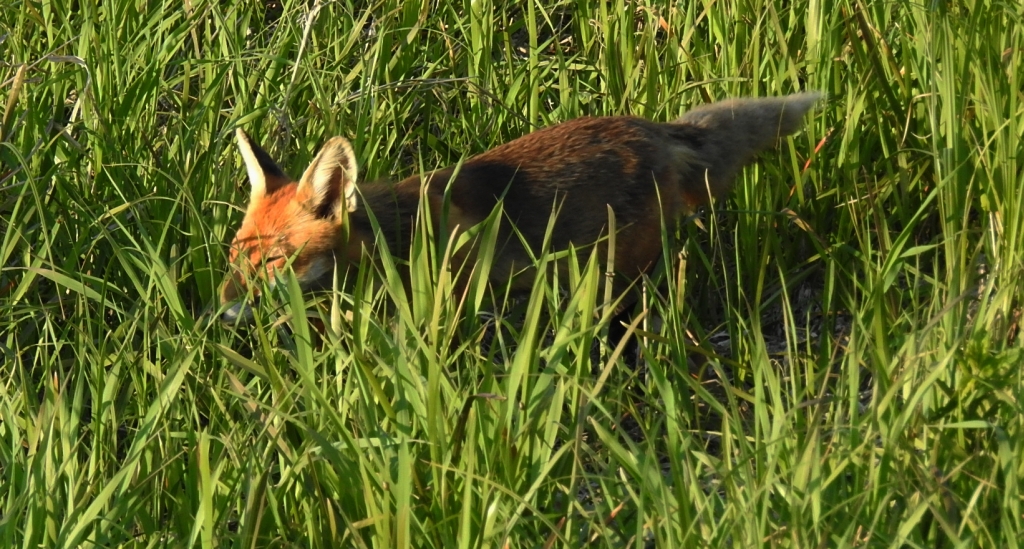 Lis rudy, lis pospolity (Vulpes vulpes)