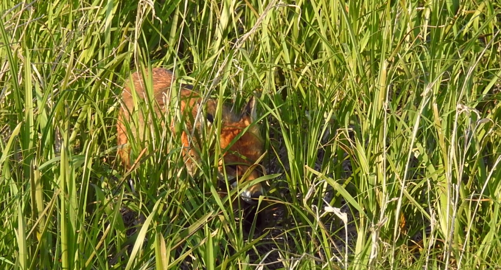 Lis rudy, lis pospolity (Vulpes vulpes)