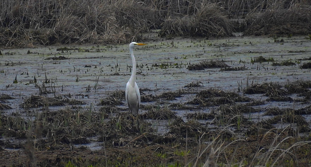 Czapla biała (Ardea alba)